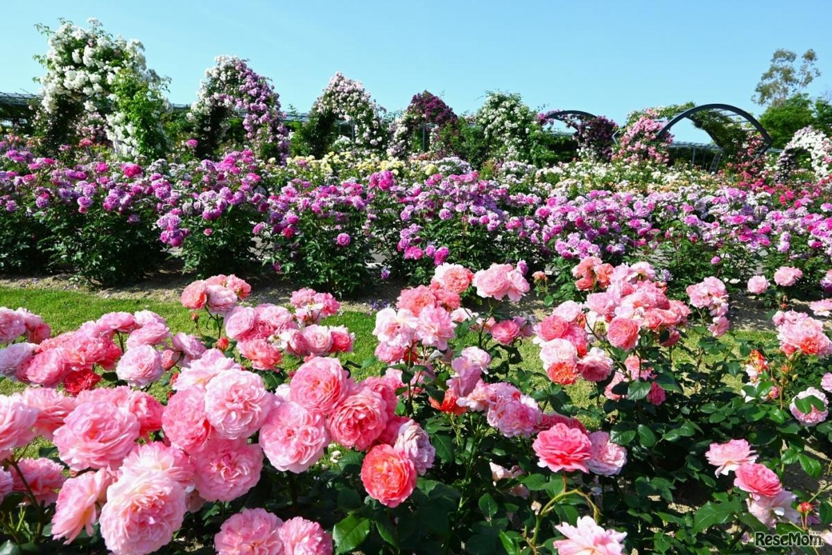 万博記念公園 春のローズフェスタ（イメージ）