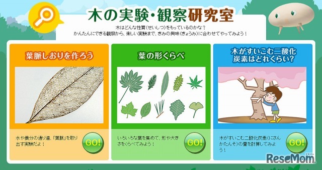 木の実験・観察研究室