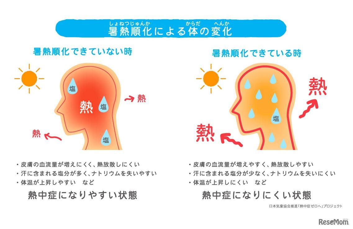暑熱順化による体の変化