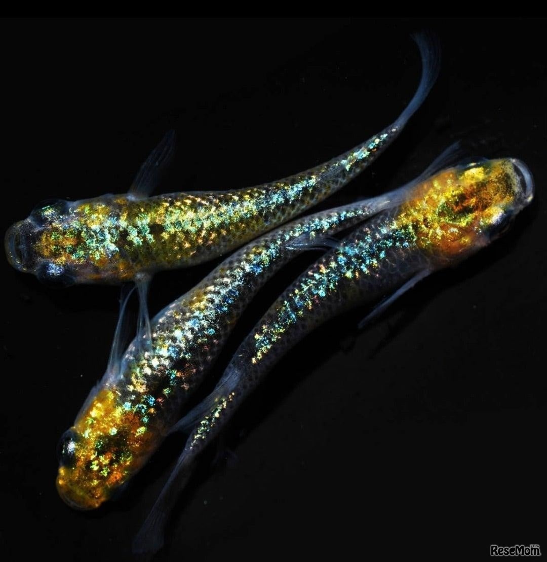 黄金色のめだか「月の響」