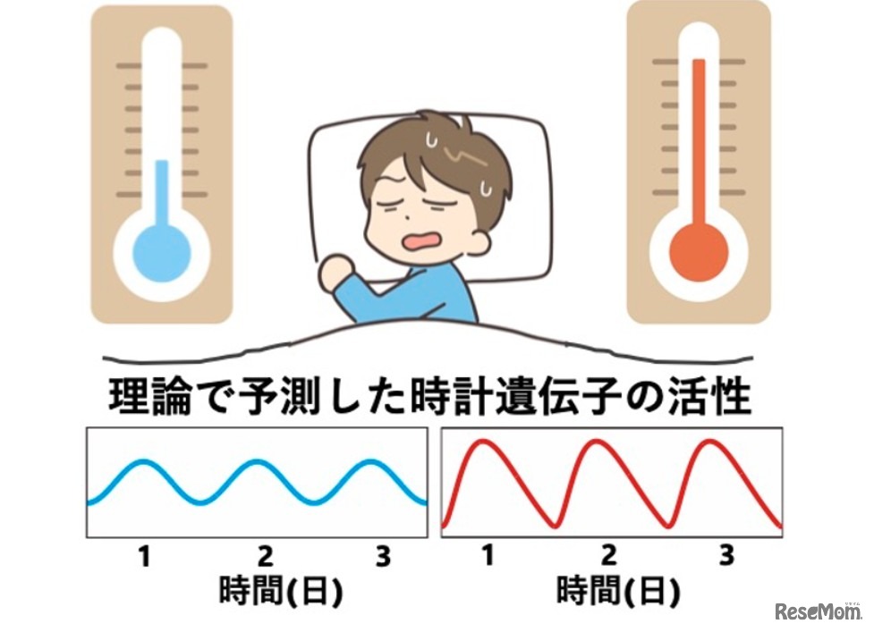 体内時計の仕組み: 高温で遺伝子活性の波形がひずむことで周期を保つという理論とその検証