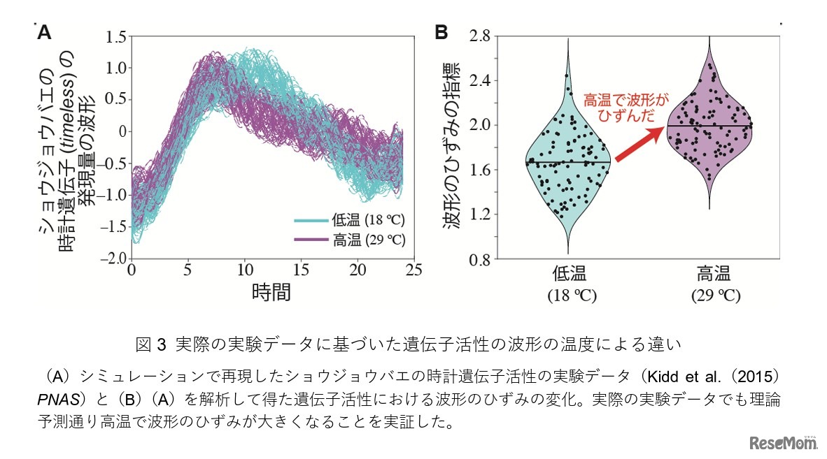 実際の実験データに基づいた遺伝子活性の波形の温度による違い