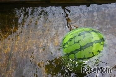 小学1・2年生向け自由研究テーマ例「水に浮くもの・沈むものを調べよう」