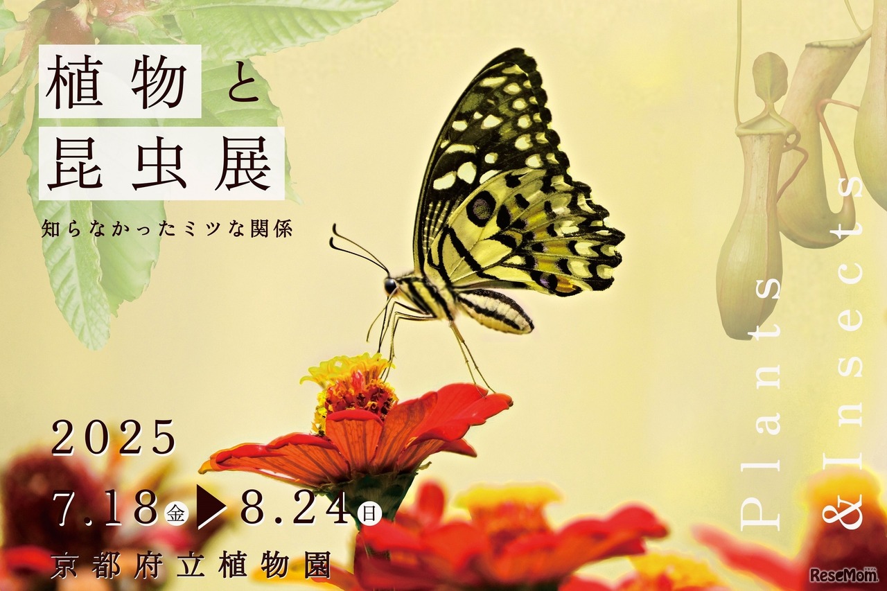 企画展「植物と昆虫展」