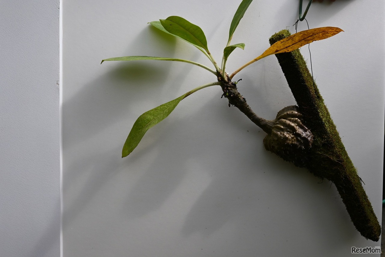 アリ植物の一種・ミルメコディア　ツベロサ