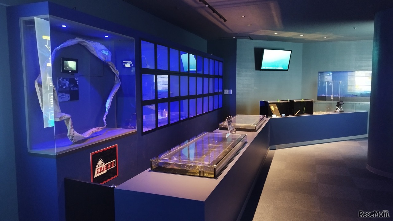 海の王者サメ～五感で知るサメの世界～