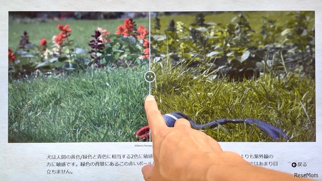 体験展示：ヒトとイヌの色覚を比較してみよう（画像提供：野口 靖氏）