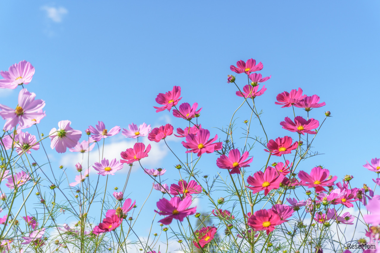 ※画像はイメージです