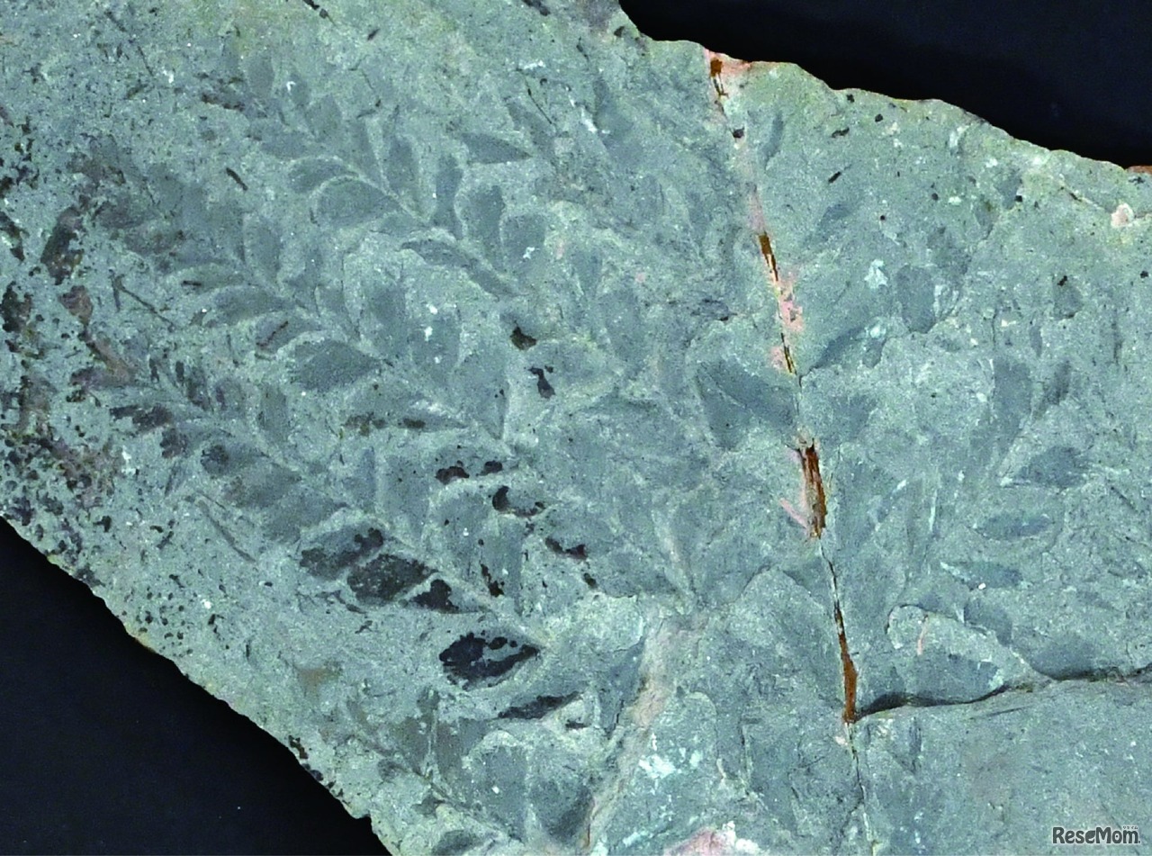 アルカエオプテリスの葉の化石