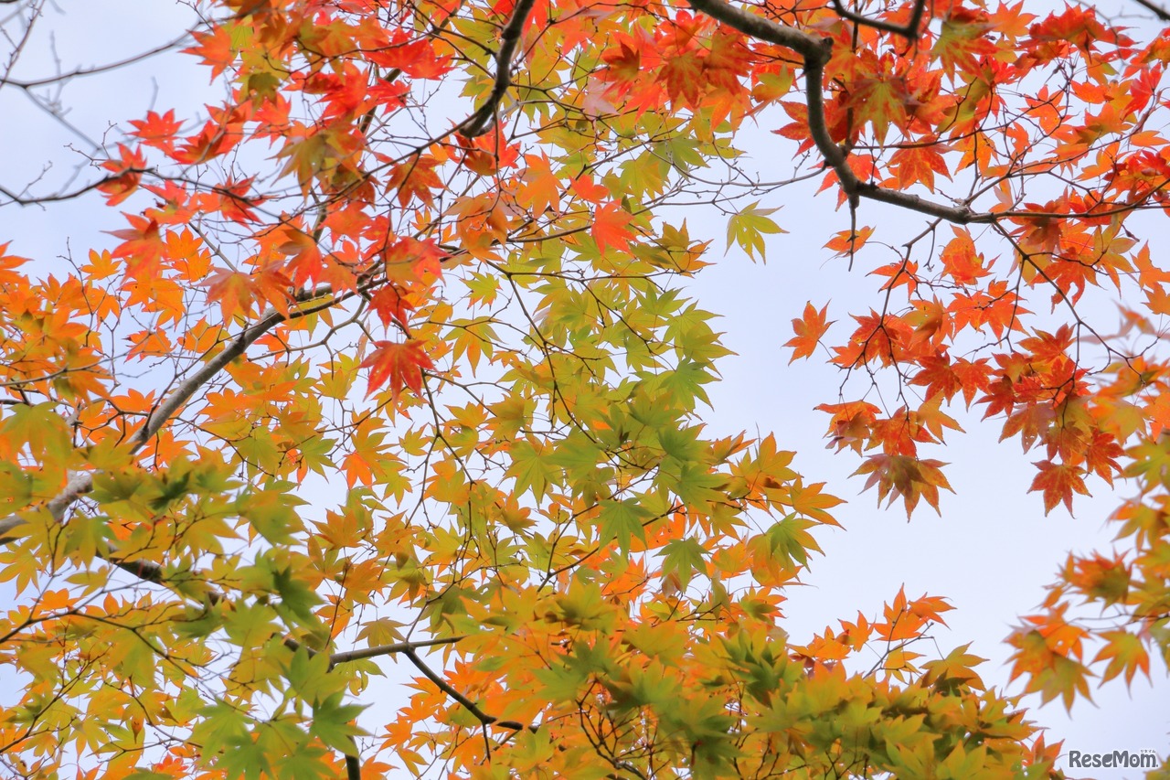 ※画像はイメージです