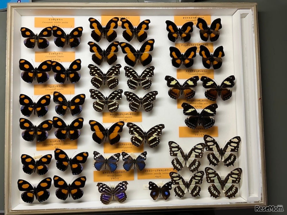 チョウの仲間の乾燥標本