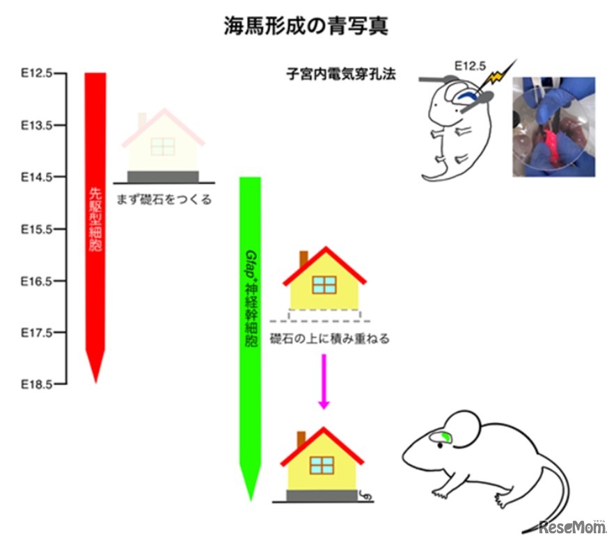 海馬形成の青写真