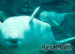水族館の人気者、ベルーガの親子