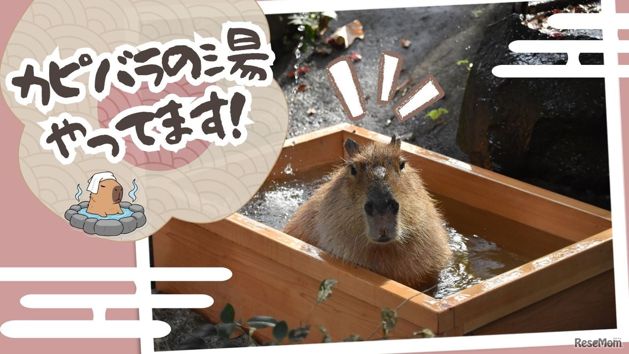 カピバラの湯