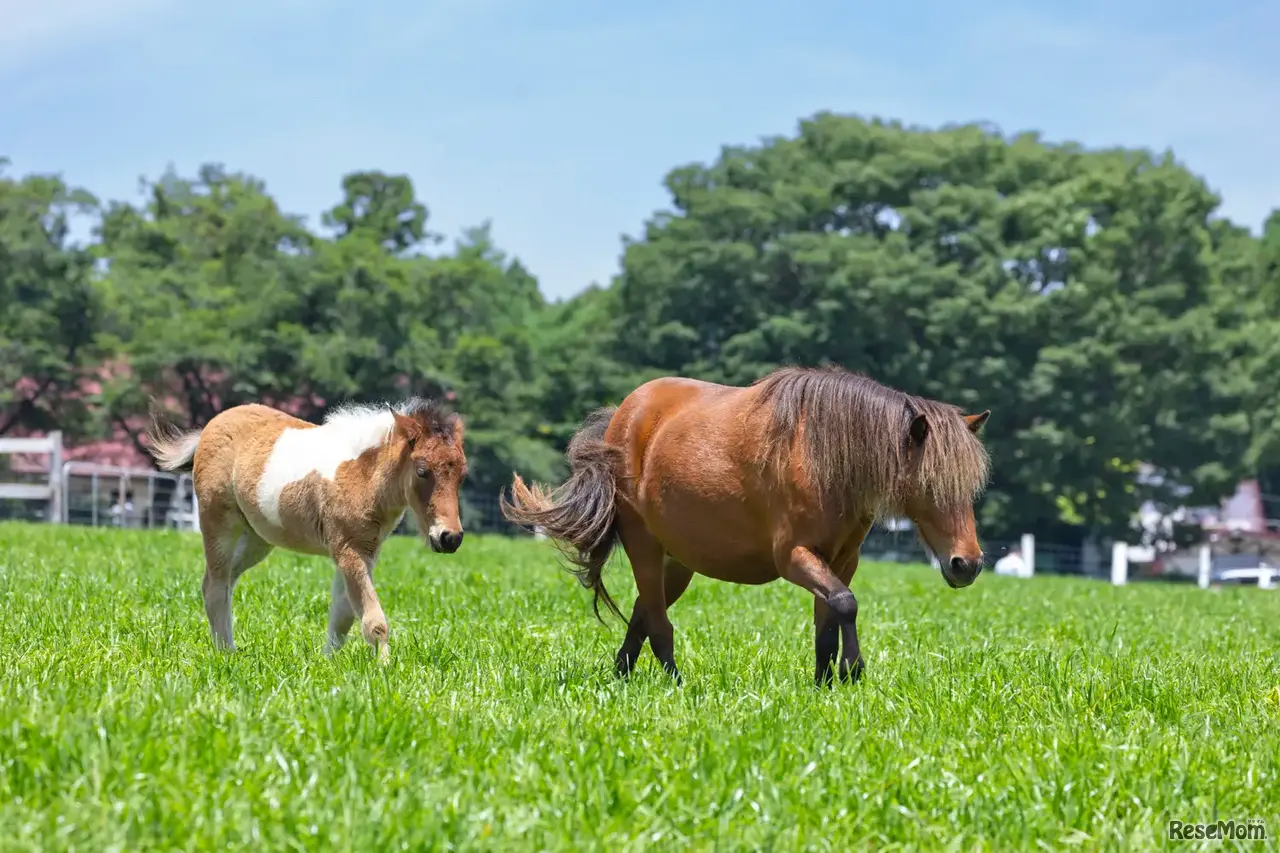 ミニチュアホース（イメージ）