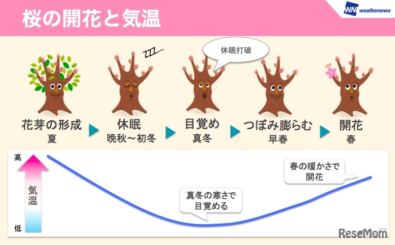 桜の開花と気温