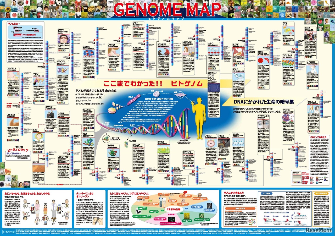 「一家に1枚　ヒトゲノムマップ」