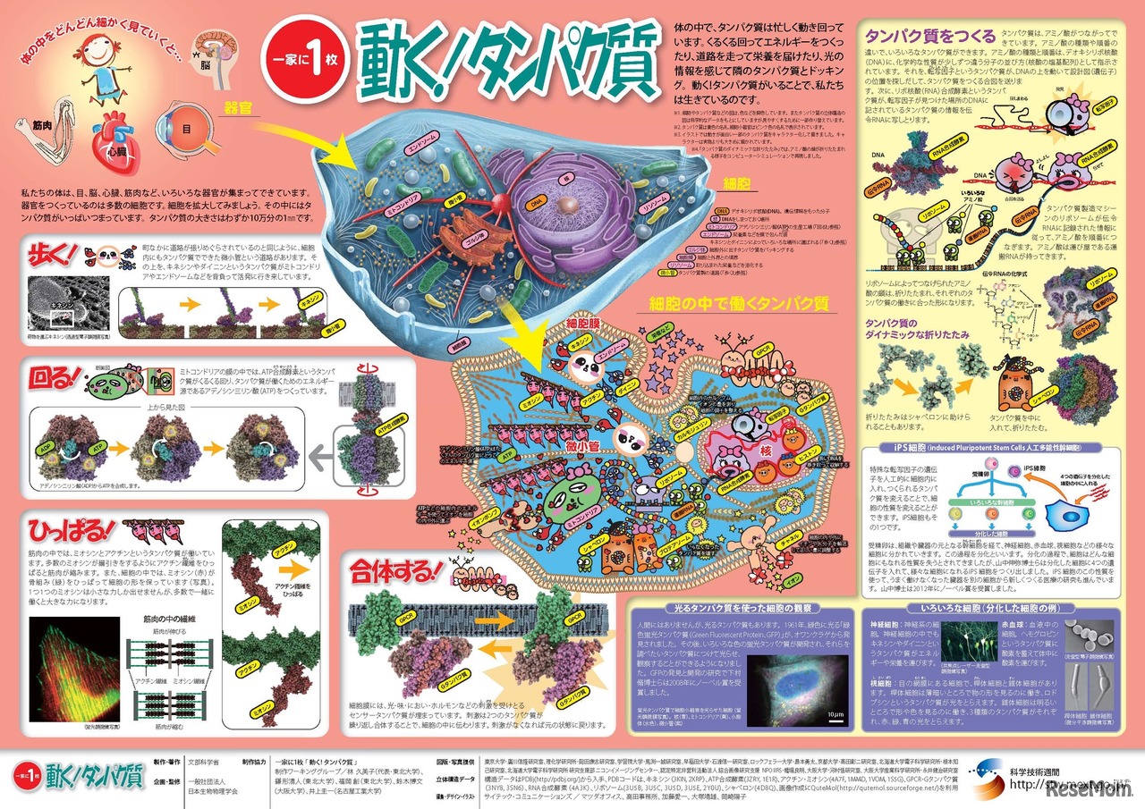 「一家に1枚　動く！タンパク質」