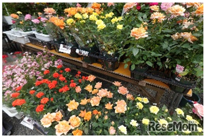 「ローズガーデンマーケット」（前年のようす）