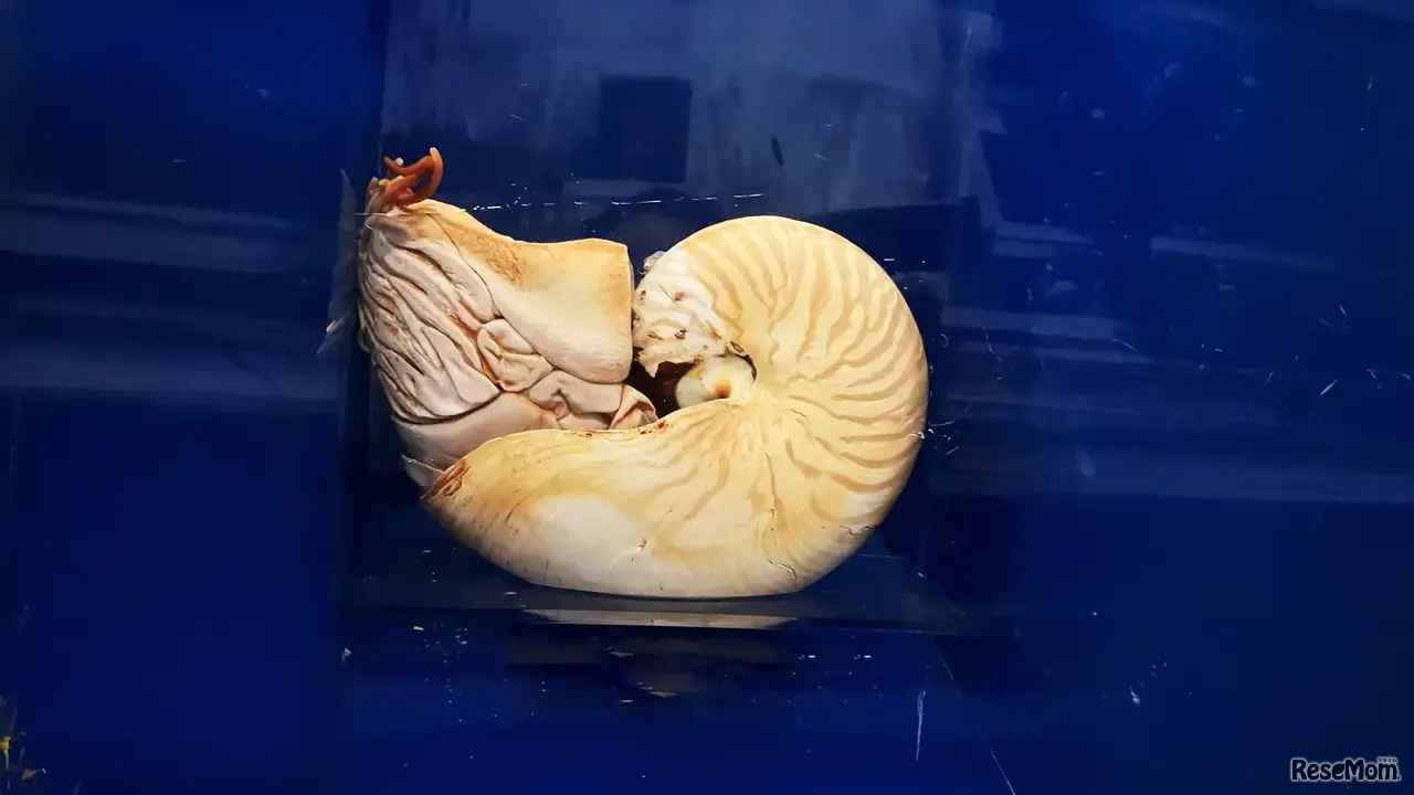 生きた化石・オウムガイ