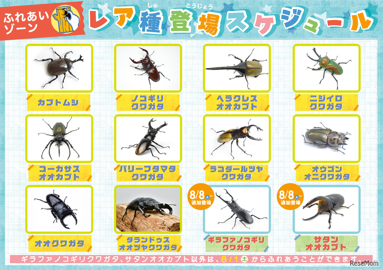 レア種登場スケジュール