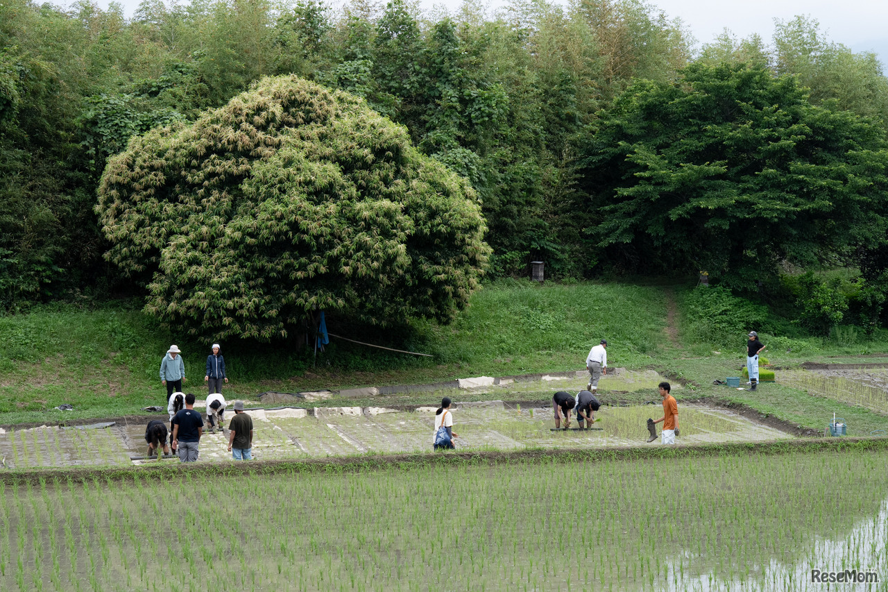 京都亀岡キャンパス内の田んぼで、実習授業を行う学生たち