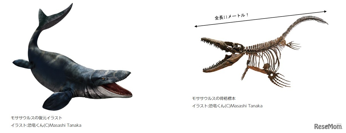モササウルスの復元イラストと骨格標本