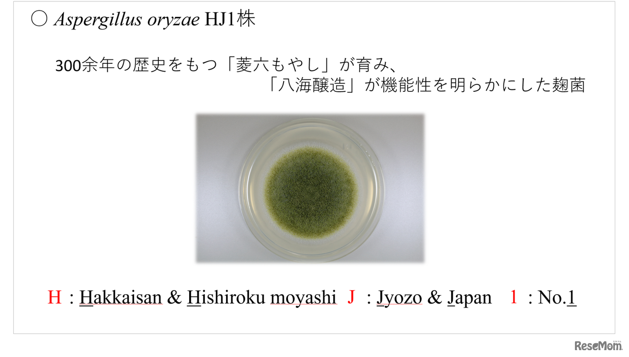 八海山の麹の胞子は「麹塵色（きくじんいろ）」と呼ばれる綺麗な緑色（「第11回日本微生物学連盟フォーラム」八海醸造 倉橋敦さんの発表資料より）