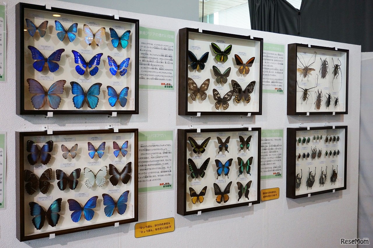 標本展示コーナー