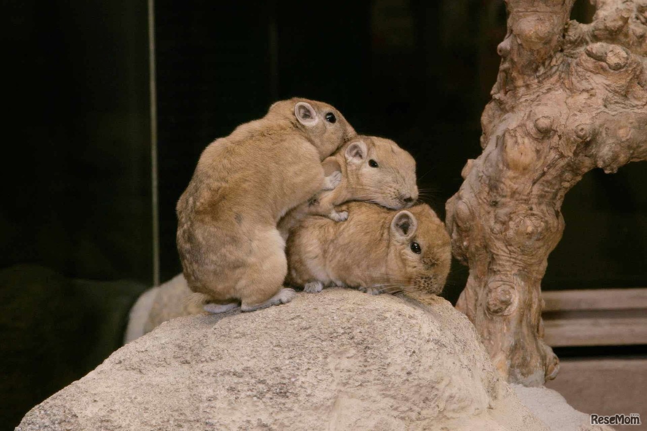 足立区生物園のグンディ