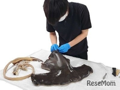シュモクザメ大調査！～見て学ぶサメのからだと標本づくりの裏側～