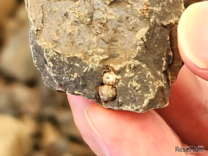 体験で発見された巻貝の化石