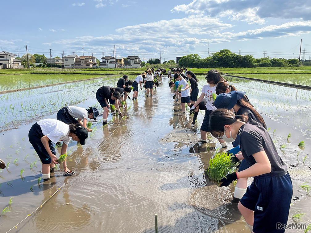 田植えから始まる「食と農」を中心とした探究学習