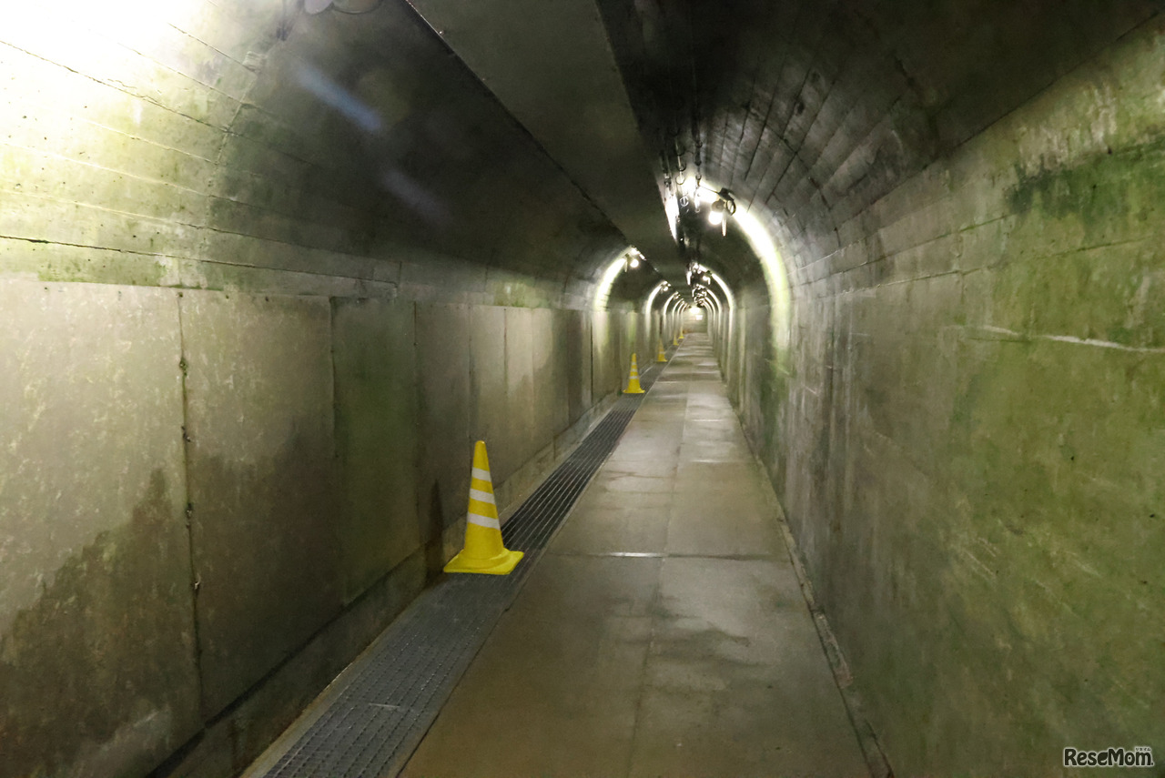通路の壁にはコケが生育。蛍光灯の光で光合成し、鮮やかな緑色になっている