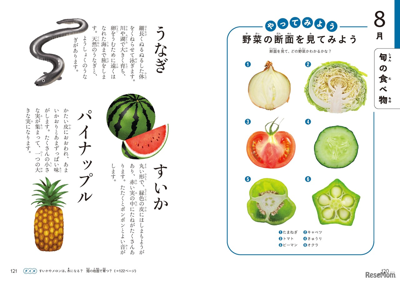 旬の食べ物や、野菜や果物の断面がイラストでわかりやすく説明されている