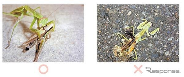 ジュニア部門金賞「命の在り方」松本恵実さん（郡山市立郡山第二中学校3年・福島県）