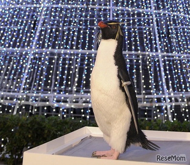 海遊館「ウィンターパラダイス」