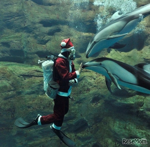 海遊館「サンタダイバー」