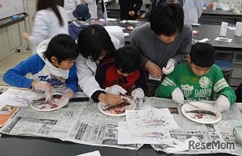 昨年の様子・魚の解剖