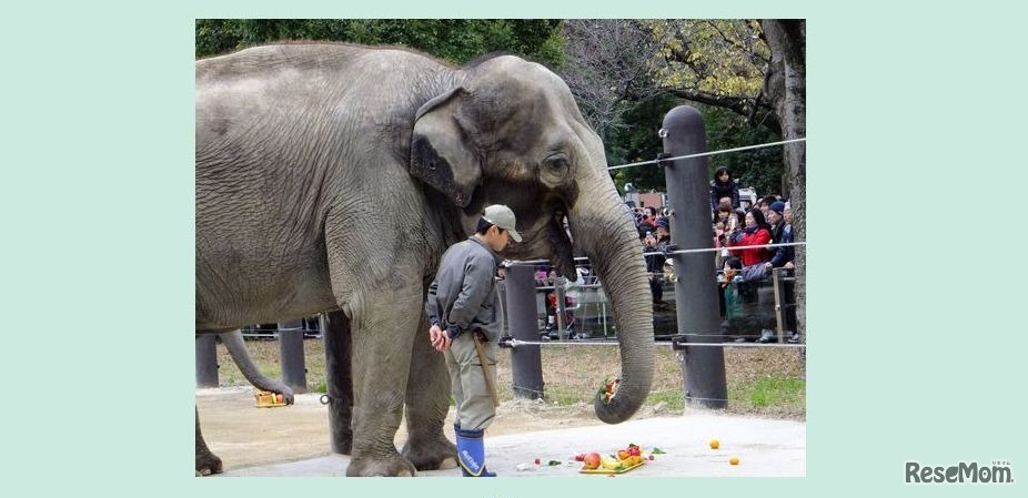 ゾウに特製のケーキをプレゼント（2011年）