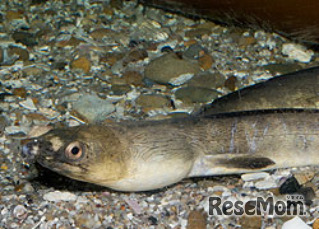 ホタテウミヘビ