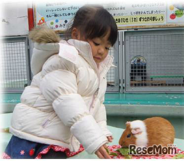 モルモットのもぐもぐタイム