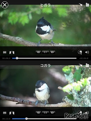 ヒガラ・コガラ