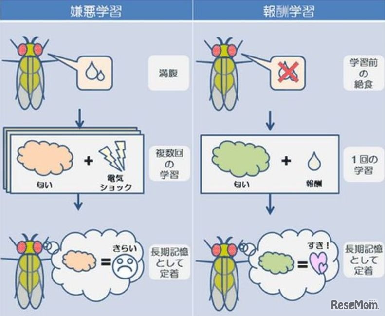 ハエの嫌悪学習と報酬学習