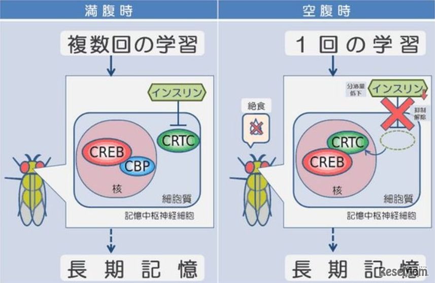 研究により明らかになった満腹時と空腹時の長期記憶の作られ方