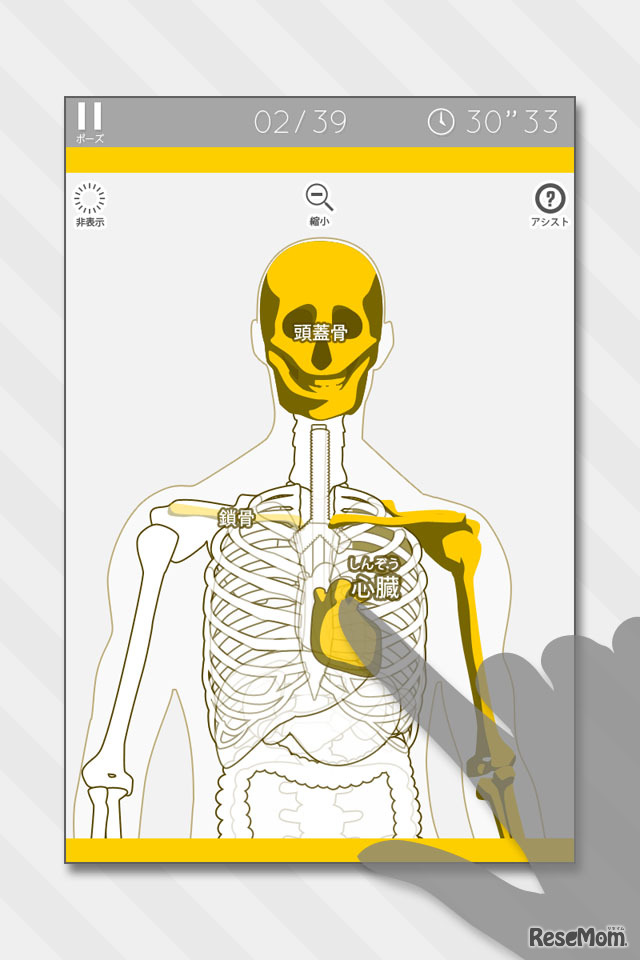あそんでまなべる人体模型パズル