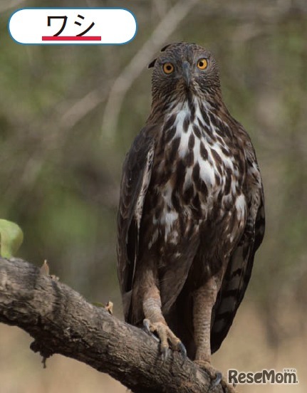 鷹の写真に「ワシ」の説明文