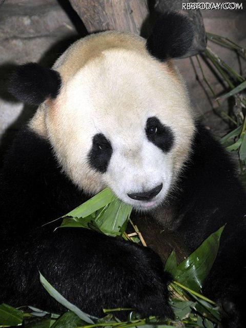 上野動物園のパンダ、「リーリー」と「シンシン」に決定……22日から一般公開 「リーリー（力力）」に決まったオスのジャイアントパンダ