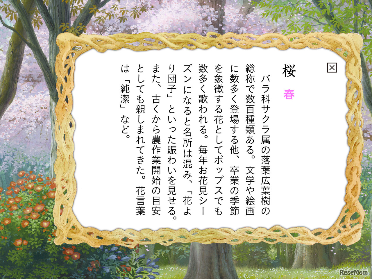 菩提樹の春夏秋冬