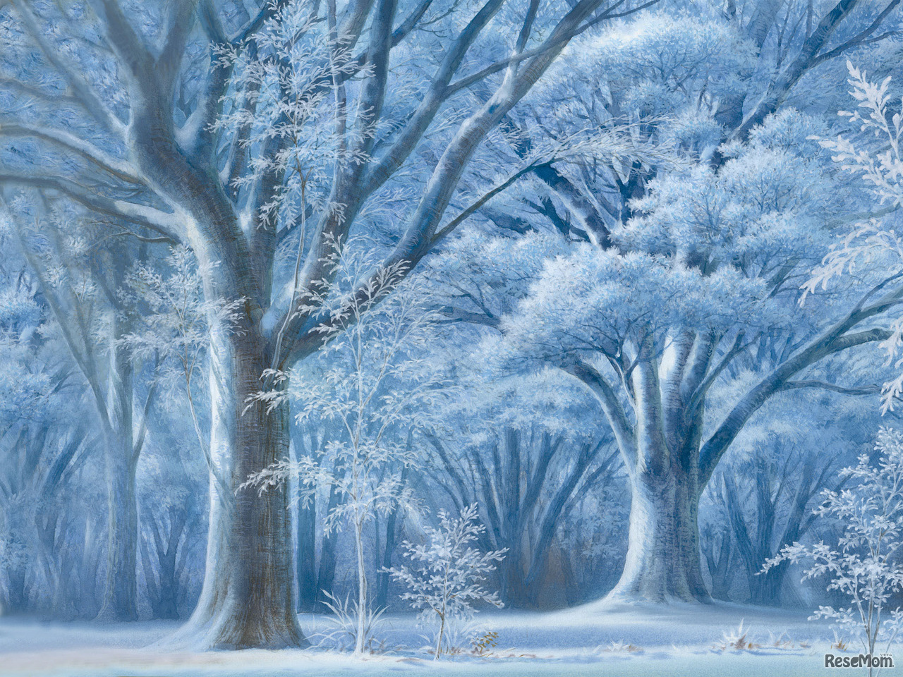 菩提樹の春夏秋冬